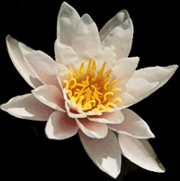 lotus